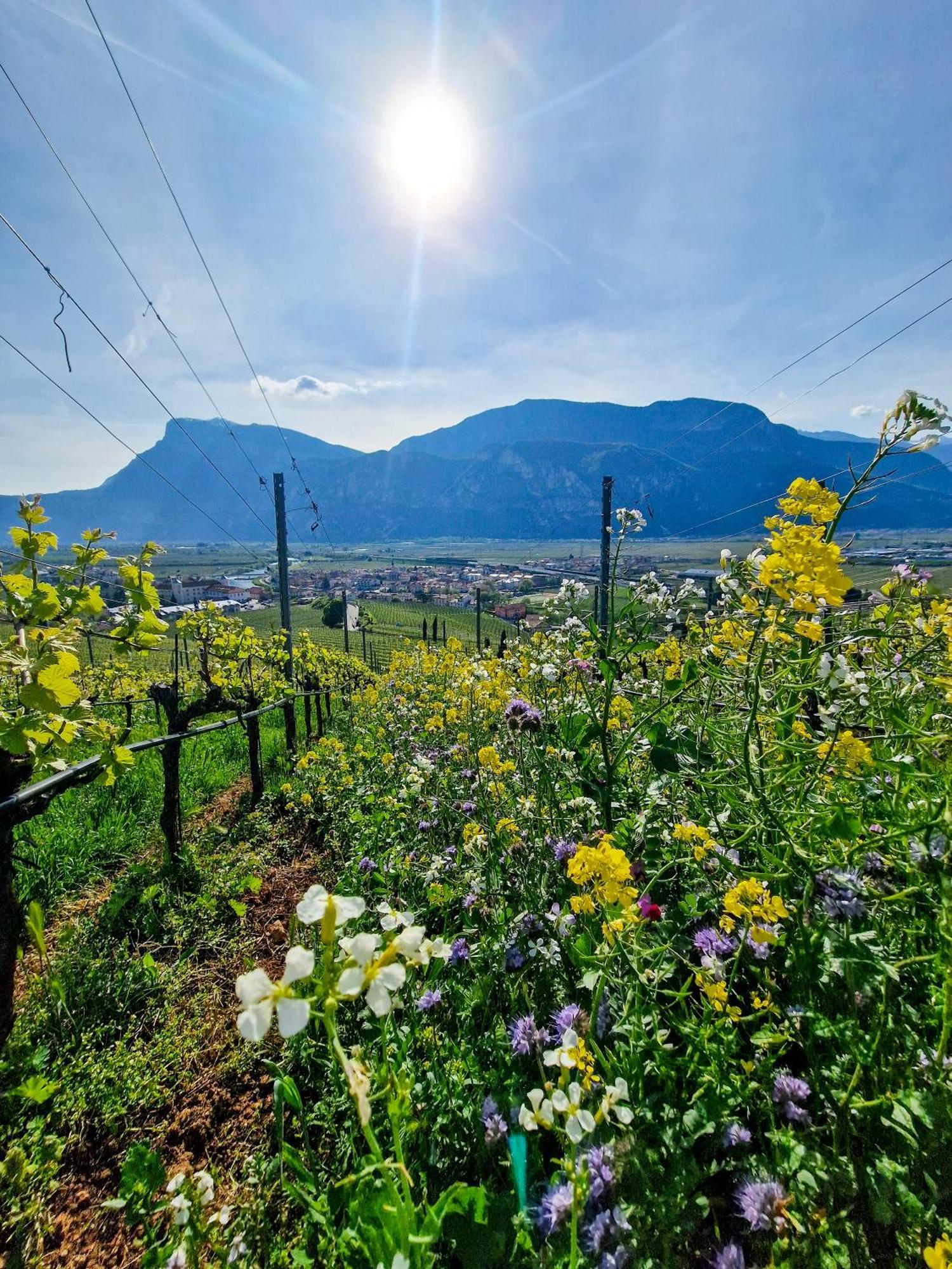 Hotel Garni La Vigna - Adult Friendly San Michele all'Adige Luaran gambar